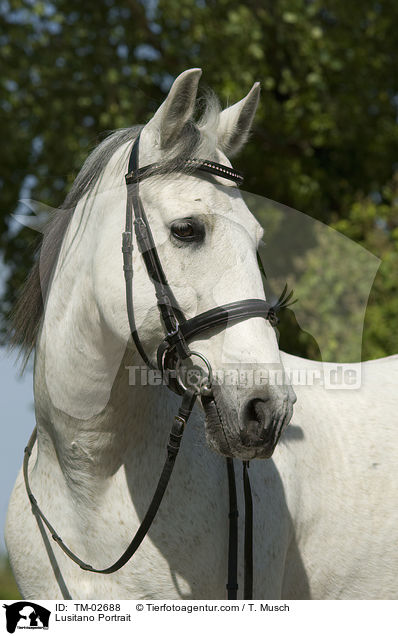 Lusitano Portrait / Lusitano Portrait / TM-02688