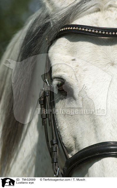 Lusitano eye / TM-02689