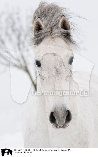 Lusitano Portrait / AP-10608