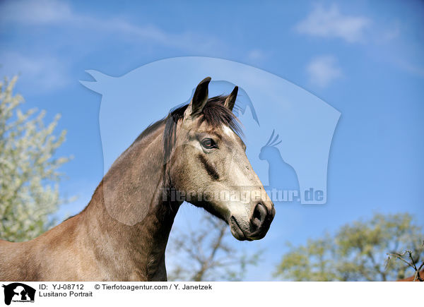 Lusitano Portrait / Lusitano Portrait / YJ-08712