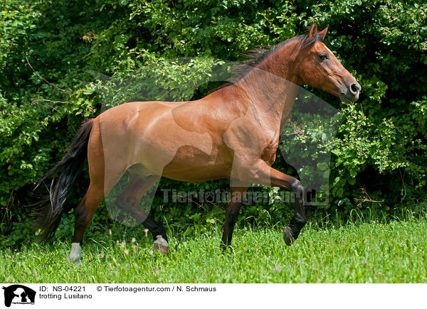 trabender Lusitano / trotting Lusitano / NS-04221