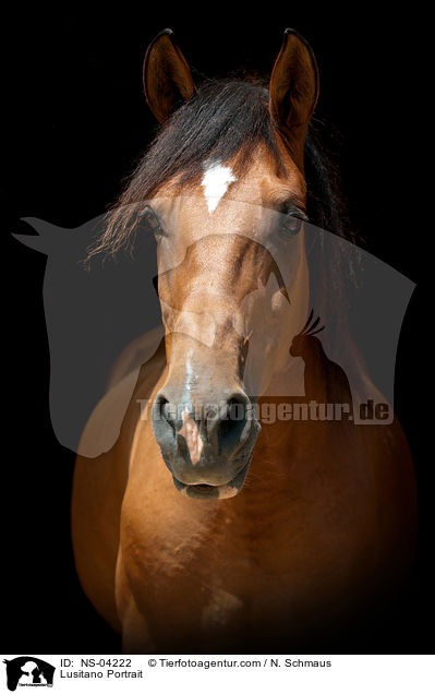 Lusitano Portrait / Lusitano Portrait / NS-04222