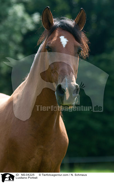 Lusitano Portrait / Lusitano Portrait / NS-04225