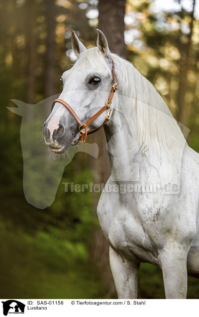 Lusitano / Lusitano / SAS-01158