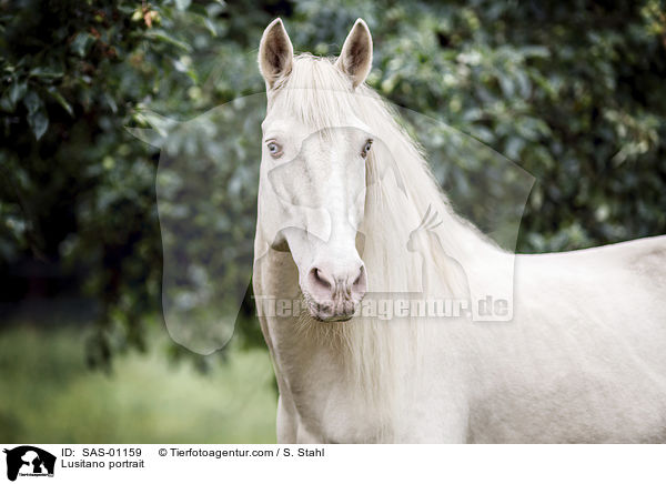 Lusitano Portrait / Lusitano portrait / SAS-01159