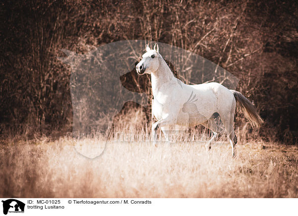 trabender Lusitano / trotting Lusitano / MC-01025