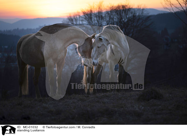 stehende Lusitanos / standing Lusitanos / MC-01032