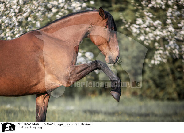 Lusitano im Frhling / Lusitano in spring / JRO-01409