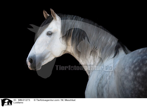 Lusitano / Lusitano / MM-01273