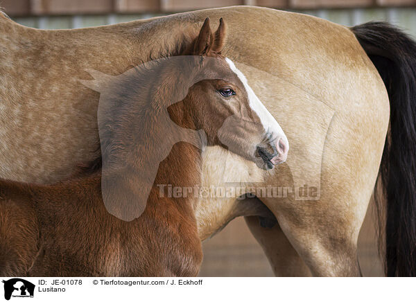 Lusitano / Lusitano / JE-01078