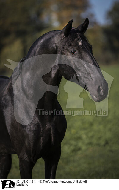 Lusitano / Lusitano / JE-01134