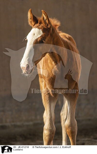 Lusitano / JE-01218