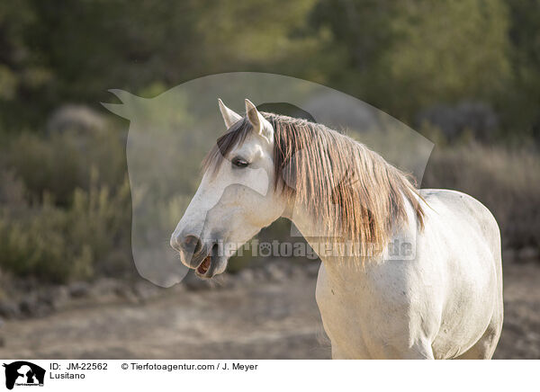 Lusitano / Lusitano / JM-22562