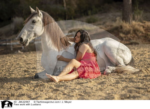 Free work with Lusitano / JM-22567