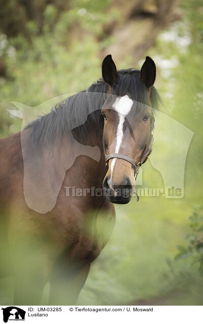 Lusitano / Lusitano / UM-03285