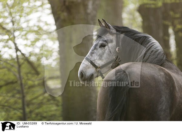 Lusitano / Lusitano / UM-03289