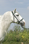 Lusitano Portrait