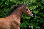 Lusitano Portrait