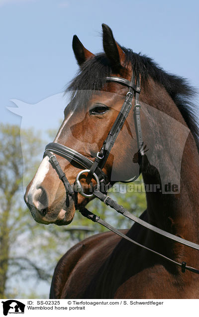 Mecklenburger Portrait / Warmblood horse portrait / SS-02325