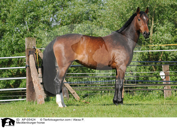 Mecklenburger / Mecklenburger horse / AP-05424