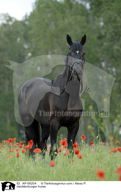 Mecklenburger / mecklenburger horse / AP-06204
