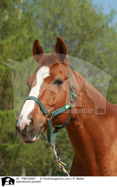 Mecklenburger Portrait / warmblood portrait / PM-04887