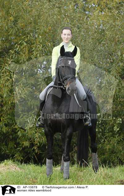 Frau reitet Mecklenburger / woman rides warmblood / AP-10678