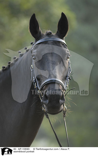 Mecklenburger Portrait / warmblood portrait / AP-10690