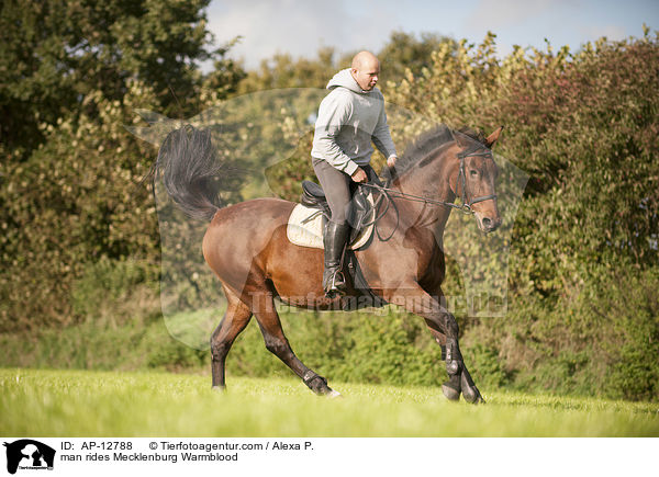 Mann reitet Mecklenburger / man rides Mecklenburg Warmblood / AP-12788