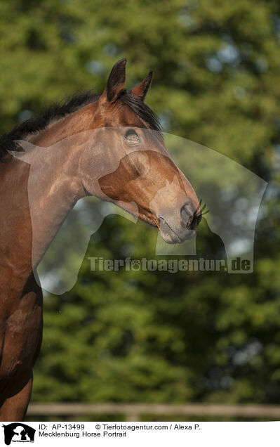 Mecklenburger Portrait / Mecklenburg Horse Portrait / AP-13499