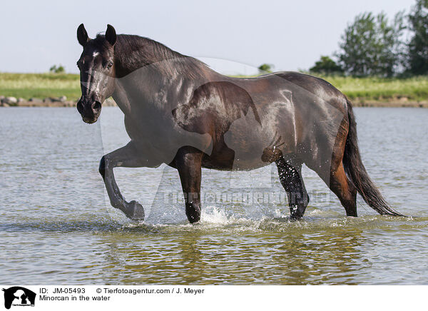 Minorcan in the water / JM-05493