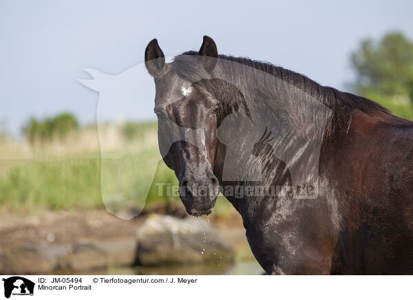 Minorcan Portrait / JM-05494