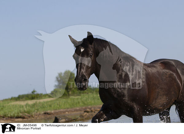 Minorcan Portrait / JM-05496