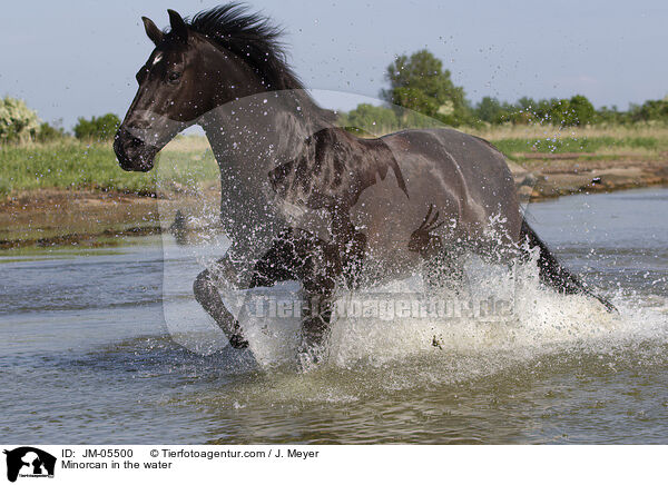 Minorcan in the water / JM-05500