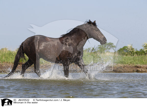 Minorcan in the water / JM-05522