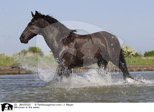 Minorcan in the water / JM-05525