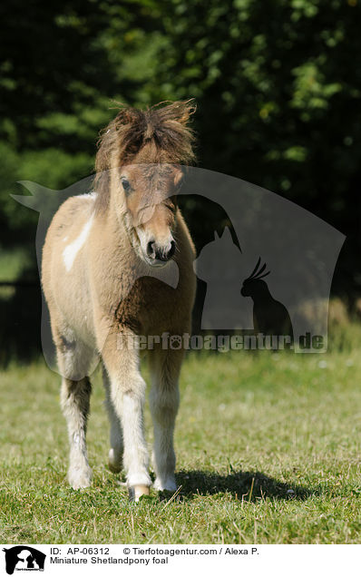 Mini-Shetlandpony Fohlen / Miniature Shetlandpony foal / AP-06312