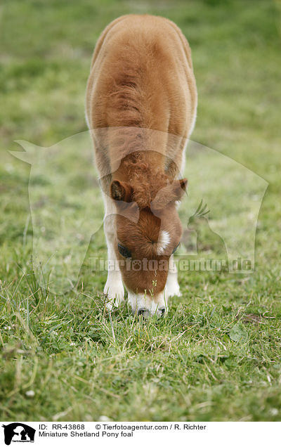 Mini Shetland Pony Fohlen / Miniature Shetland Pony foal / RR-43868