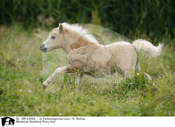 Mini Shetland Pony Fohlen / Miniature Shetland Pony foal / RR-43899