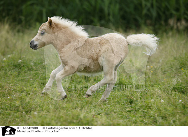 Mini Shetland Pony Fohlen / Miniature Shetland Pony foal / RR-43900
