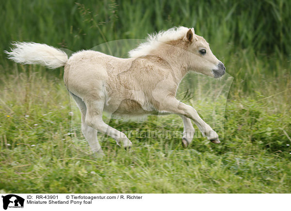 Mini Shetland Pony Fohlen / Miniature Shetland Pony foal / RR-43901