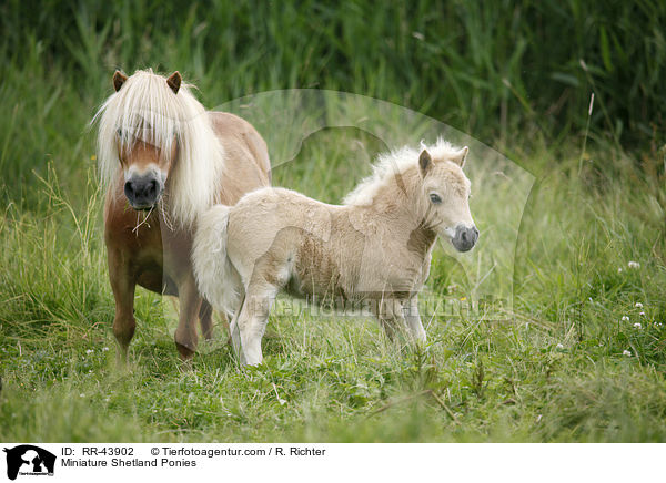 Mini Shetland Ponies / Miniature Shetland Ponies / RR-43902