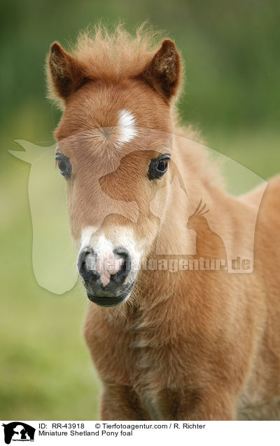 Miniature Shetland Pony foal / RR-43918