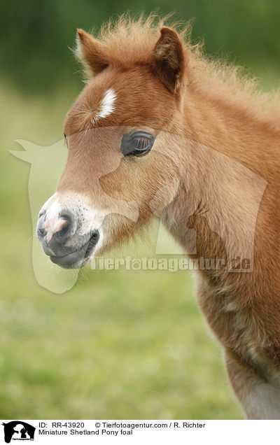 Mini Shetland Pony Fohlen / Miniature Shetland Pony foal / RR-43920