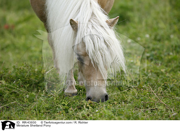 Mini Shetland Pony / Miniature Shetland Pony / RR-43930