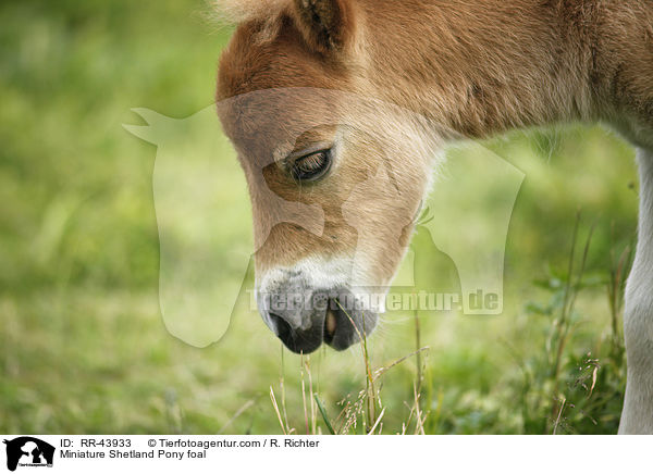 Mini Shetland Pony Fohlen / Miniature Shetland Pony foal / RR-43933
