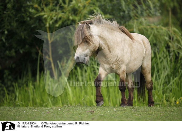 Mini Shetland Pony Hengst / Miniature Shetland Pony stallion / RR-43934