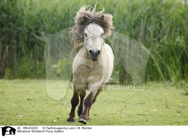 Mini Shetland Pony Hengst / Miniature Shetland Pony stallion / RR-43935