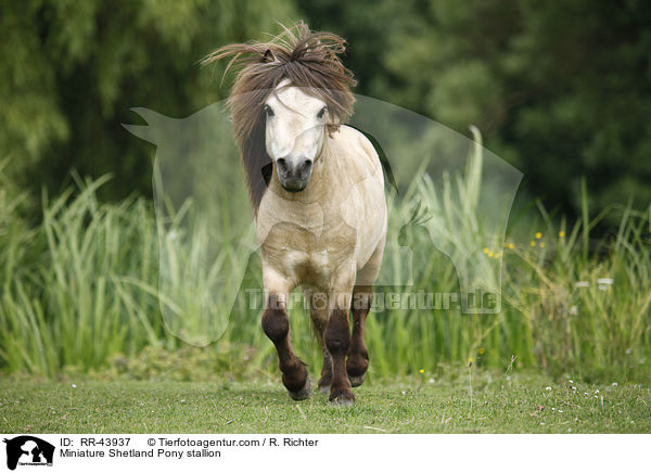 Mini Shetland Pony Hengst / Miniature Shetland Pony stallion / RR-43937