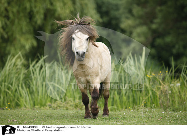Mini Shetland Pony Hengst / Miniature Shetland Pony stallion / RR-43938